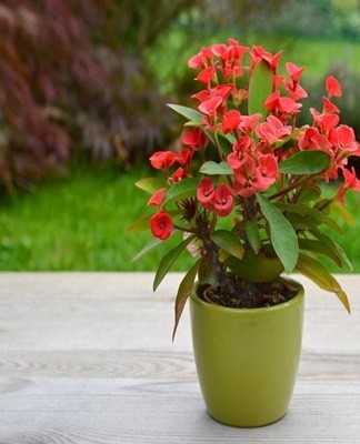 Deze plant kenmerkt zich door de aanwezigheid van doornen en kleine blaadjes.