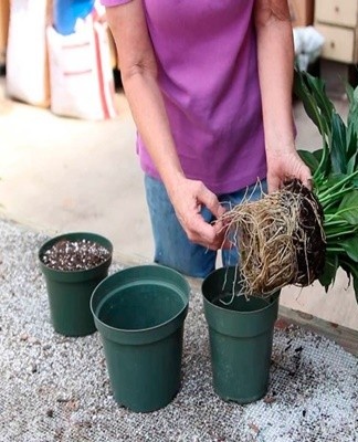 Het wordt aanbevolen om het gewas opnieuw te planten wanneer de wortels erg druk worden in de container.