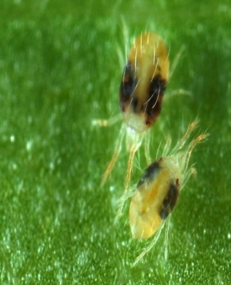 Ces parasites s'installent sur la face inférieure des feuilles.