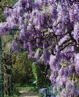 L'une des espèces les plus populaires avec des fleurs de différentes nuances - du blanc au violet.