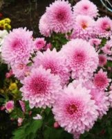 Beschrijving van de beste soorten en variëteiten chrysanten, planten en verzorgen in het open veld