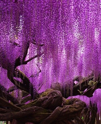 Chaque type de glycine a plusieurs variétés, parmi lesquelles il est facile de trouver la bonne.