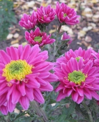 Les variétés plates ont des fleurs au milieu régulier et ouvert.