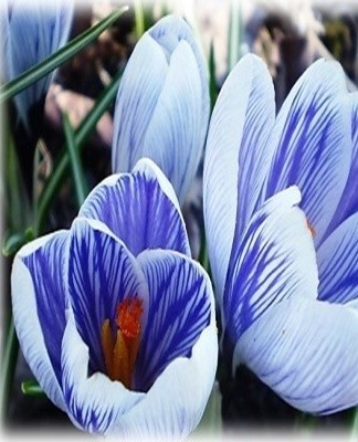 De bloemen zijn bekervormig en bereiken 4 centimeter.