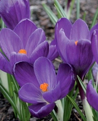 Deze cultuur wordt gekenmerkt door grote bloemen.