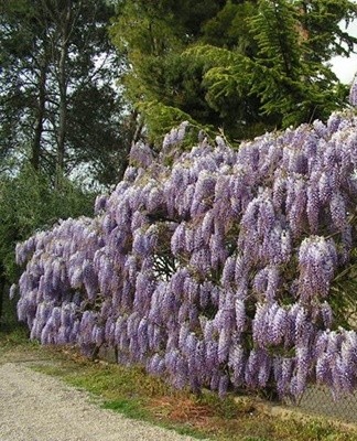 Une variété très décorative et populaire de glycine japonaise en forme de vigne pouvant atteindre 8 mètres.