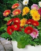 Règles de plantation et d'entretien d'un gerbera de jardin, en particulier en croissance