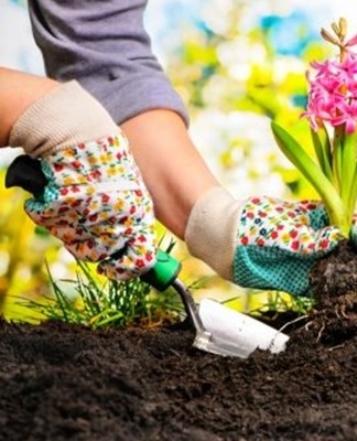 Planten die in een rotstuin zijn geplant, hebben regelmatig grondig water nodig.