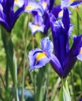 Planter et entretenir des iris bulbeux en plein champ, une description des meilleures variétés