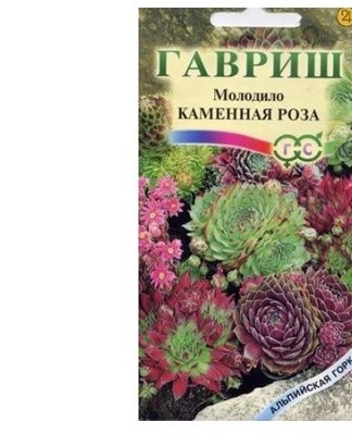 La méthode de propagation d'une rose pierre à l'aide de graines est utilisée par des fleuristes et des éleveurs expérimentés.