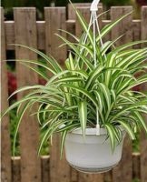 Comment bien prendre soin du chlorophytum à la maison, en particulier pour faire pousser une fleur