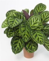 Règles pour prendre soin d'une fleur de calathea à la maison, caractéristiques de la transplantation et de la reproduction