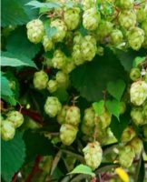 Règles de culture du houblon, caractéristiques de plantation et d'entretien