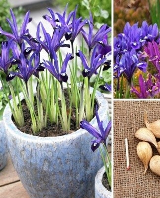 Bollen voor het planten van irissen worden in de winkel gekocht.