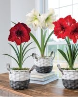 Règles pour prendre soin de l'amaryllis après la floraison à la maison