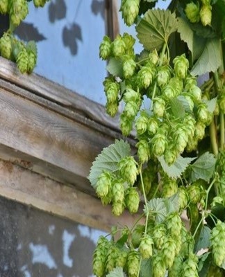 Om hop te laten groeien, wordt de plant aanbevolen om volledige voeding te bieden.