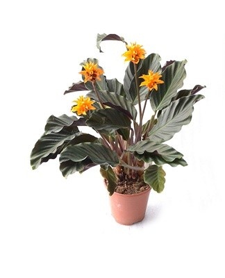 Ressemble extérieurement à une calathea au safran : fleurs orange sur fond vert foncé.