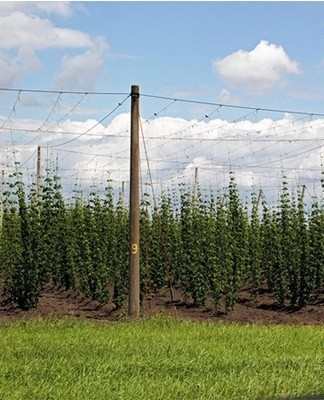 Sommige hopscheuten kunnen 10 meter bereiken.