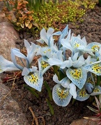 La floraison des iris, la durée du placement au même endroit dépend des soins.