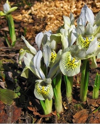 Als bacteriën het wortelsysteem van irissen hebben geïnfecteerd, is het het beste om de plant op te graven en de bol te onderzoeken.