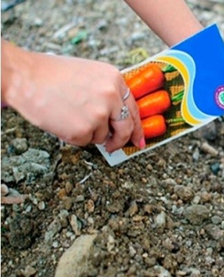 Afin de ne pas donner au ravageur une chance d'endommager la future récolte, il est important de choisir correctement le moment de semer les carottes.