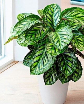 Calathea houdt van vocht, maar sterft als de grond drassig wordt.