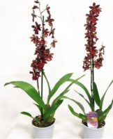 Regels voor de verzorging van de Cambrische orchidee thuis, beschrijving van het type en de nuances van de teelt