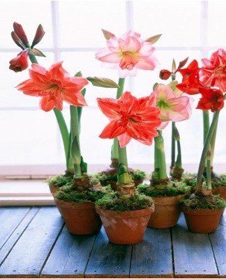 Les éleveurs offrent aux fleuristes de nombreux hybrides d'amaryllis des formes les plus exquises avec une floraison abondante.