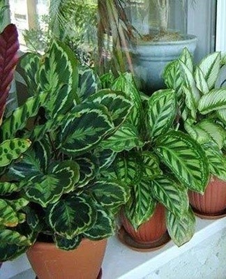 Het verschijnen aan de genaaide kant van de bladplaat van witte kristallen, als er geen ongedierte is, betekent dat de calathea "huilt".