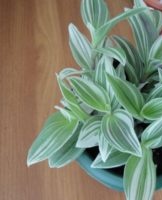 Comment bien prendre soin de Tradescantia à la maison, règles de plantation