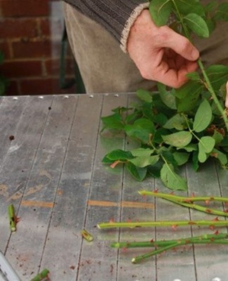 Le moyen de reproduction le plus simple et le plus abordable est considéré comme la méthode de bouturage.