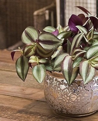 Tradescantia, hoewel het een niet veeleisende plant is, moet aan bepaalde onderhoudsregels voldoen.