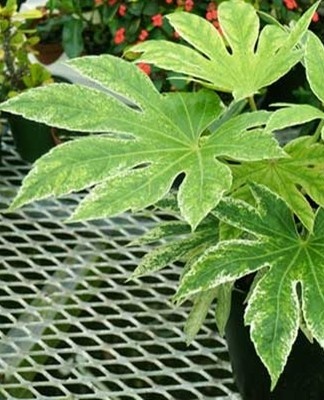 Outre le régime de température optimal, les fatsia sont exigeantes en matière d'éclairage.