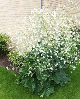 Het is een krachtige kruidachtige bloem met een sterk wortelgestel.