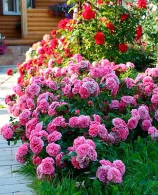 Dans les parterres et dans les compositions, les paysagistes attribuent la meilleure place à la reine des fleurs.