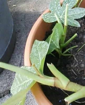 De geroote scheuten van de plant worden in individuele containers geplant.