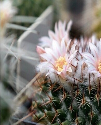 En raison d'un arrosage insuffisant, le cactus commence à se dessécher.