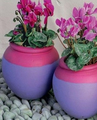 Lors de la culture de violettes alpines dans une maison, les producteurs sont parfois confrontés à des problèmes, ce sont des maladies et des ravageurs qui affectent le cyclamen.