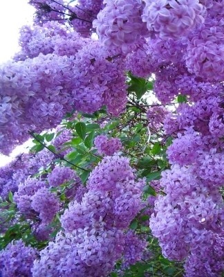 Mensen die hun tuin in het voorjaar willen versieren, kunnen op de site voorjaarsbloeiende bloemen planten.