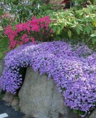 Des variétés compactes de ces plantes sont plantées en arrière-plan entre les phlox.