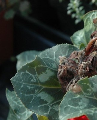 Si une couche argentée apparaît sur les plaques foliaires, c'est un signe que le cyclamen a été affecté par la pourriture grise.