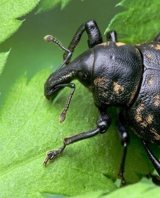 Pour les combattre, tout insecticide systémique est utilisé.