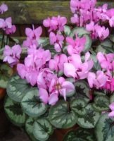 Règles de culture et d'entretien du cyclamen à la maison