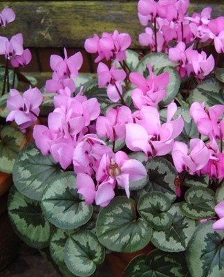 Deze soort is beter bekend als de paarse cyclamen.