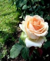 Règles de plantation et d'entretien d'une rose de thé à la maison