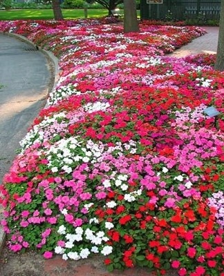 Les variétés rampantes sont utilisées pour décorer les murs de soutènement.