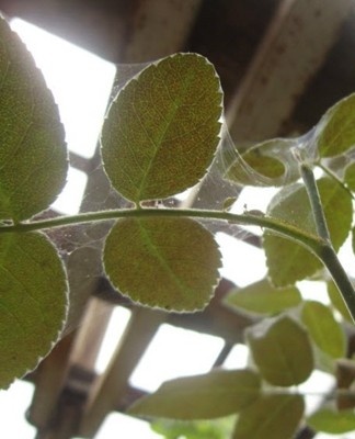 Er verschijnt een spinnenweb op de tradescantia, de bladeren verwelken en vallen eraf.