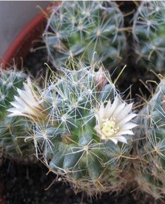 La tige de cette succulente est vert foncé et en forme de tonneau.