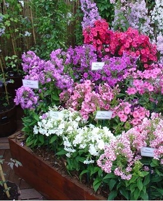 Les grands phlox du buisson fleurissent à des moments différents, s'il vous plaît avec un look décoratif pendant au moins un mois.