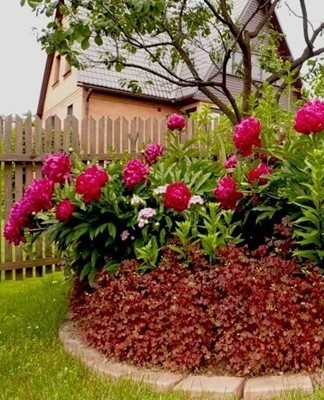 Een zich verspreidende plant, evenals phloxen die de weelderige bloemen niet bedekken, kunnen een unieke sfeer creëren.